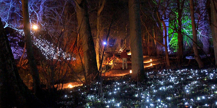 Snowdrops by starlight as part of the annual Snowdrop Festival
