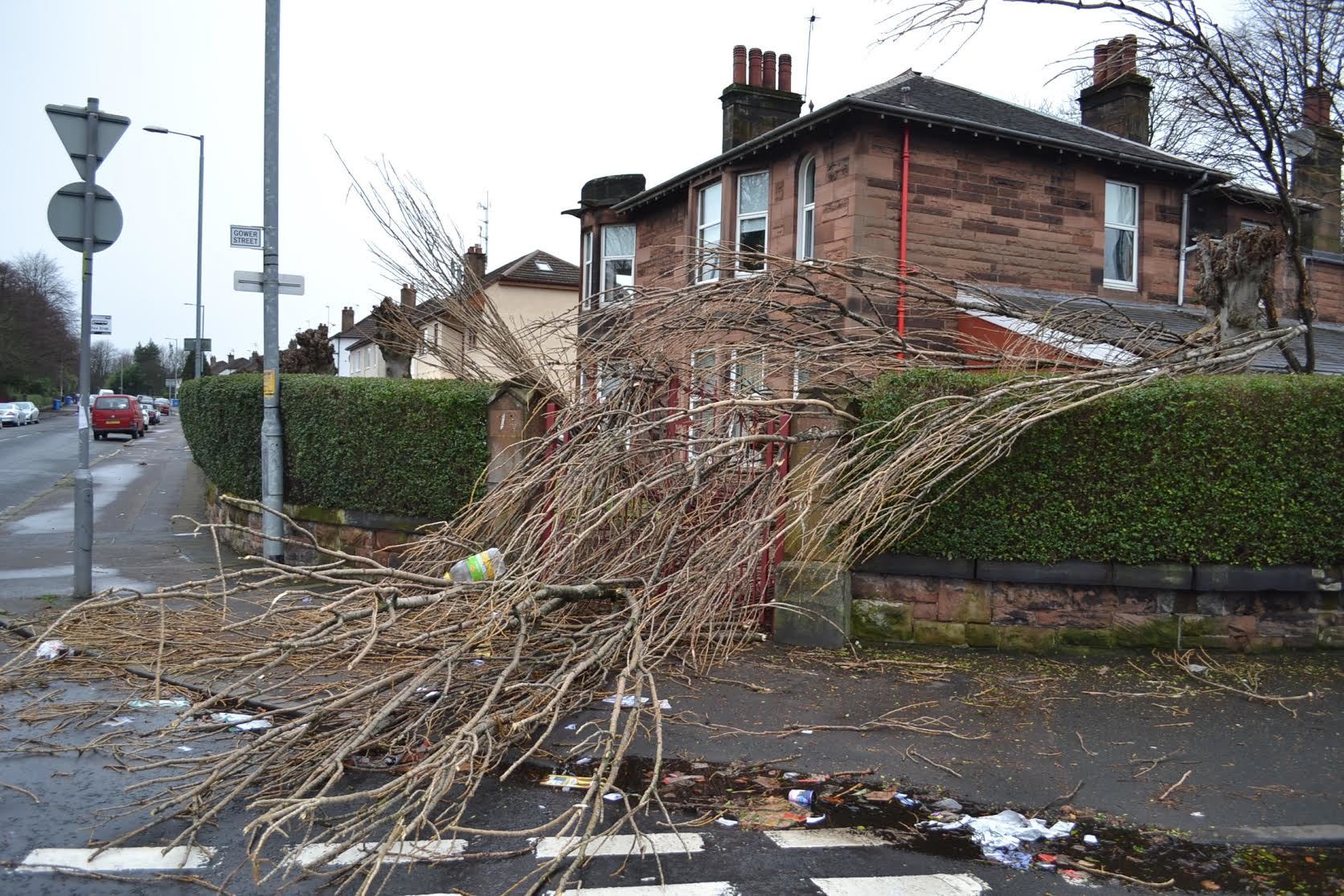A fallen tree in Glasgow