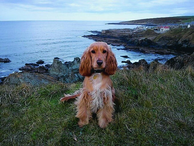 Bella the golden cocker spaniel lives with the Addison family at Portsoy.