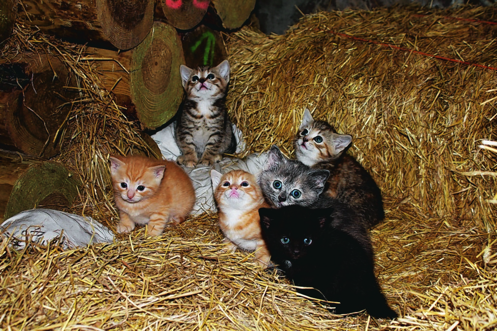 These cute kittens are the newest addition to the McNeill family from  Newfield Auchleuchries, Aberdeenshire.