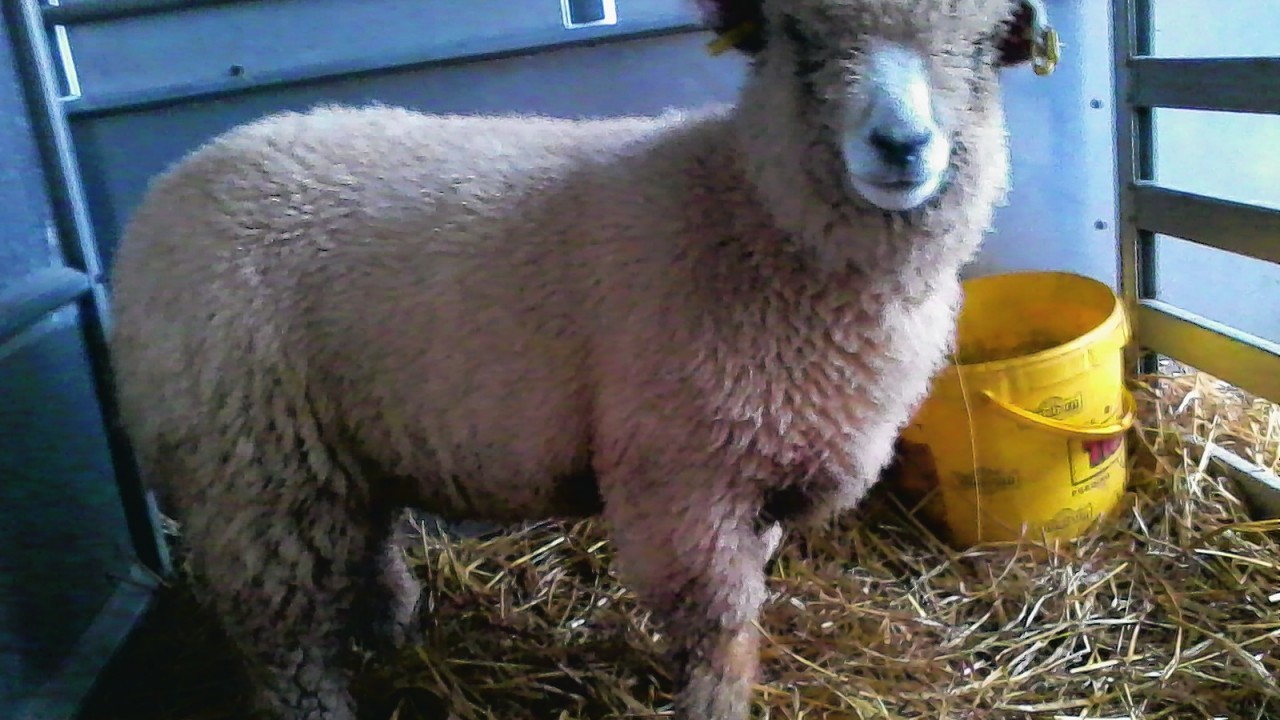 Ryeland sheep Cutie  lives with Angela at Dunecht.