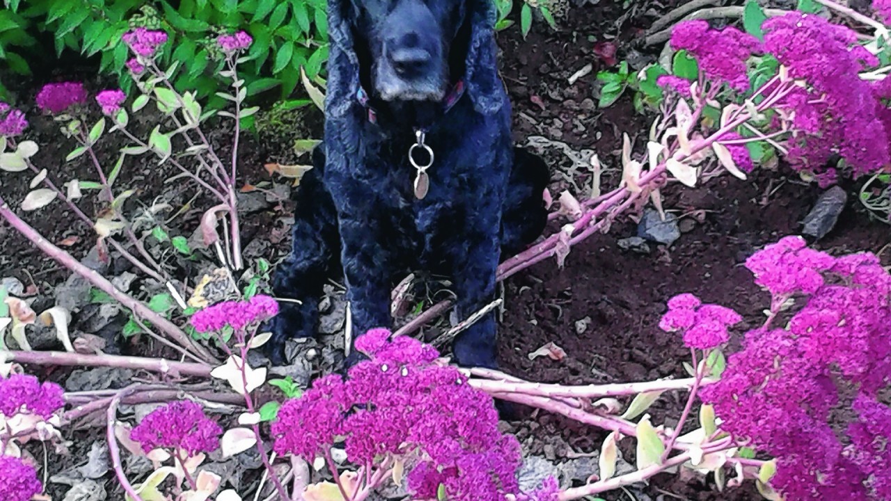 Ellie is a black cocker spaniel and is 11 years old. She lives with Heather Rutledge at  Daviot, Inverurie.