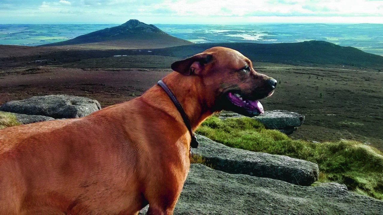 Here is three-year-old boxer cross Emjee  enjoying the views across Bennachie. She lives with Steve and Linda Harbert at  Jackstown, near Rothienorman.