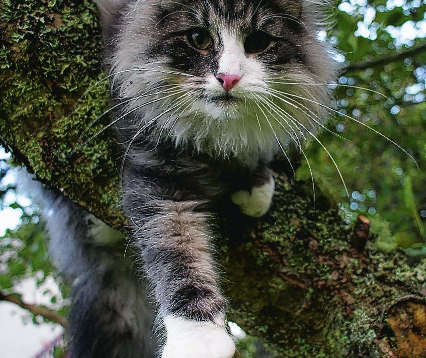 Norwegian forest cat Erik  hanging out at  Drumnadrochit. He lives with Marjory Tait. Erik is our winner this week.