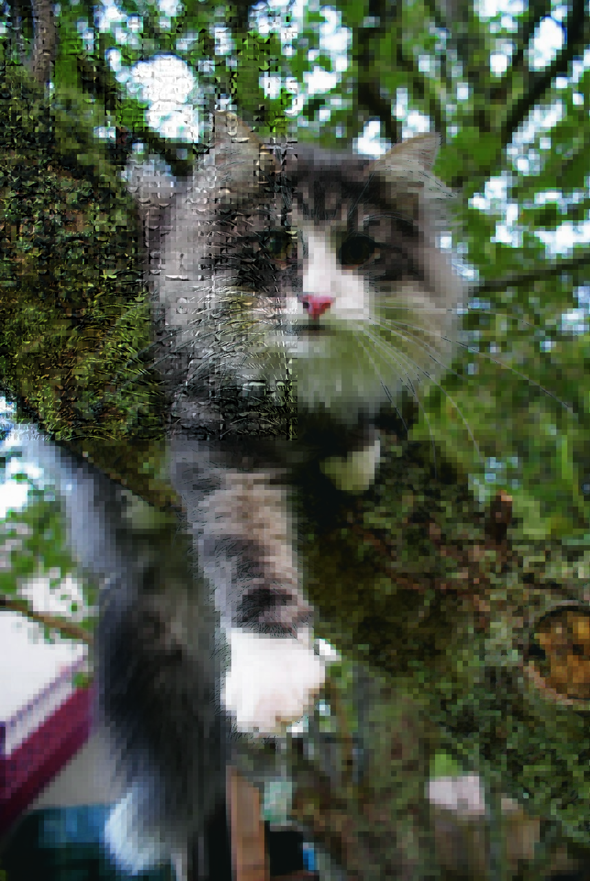Norwegian forest cat Erik  hanging out at  Drumnadrochit. He lives with Marjory Tait. Erik is our winner this week.