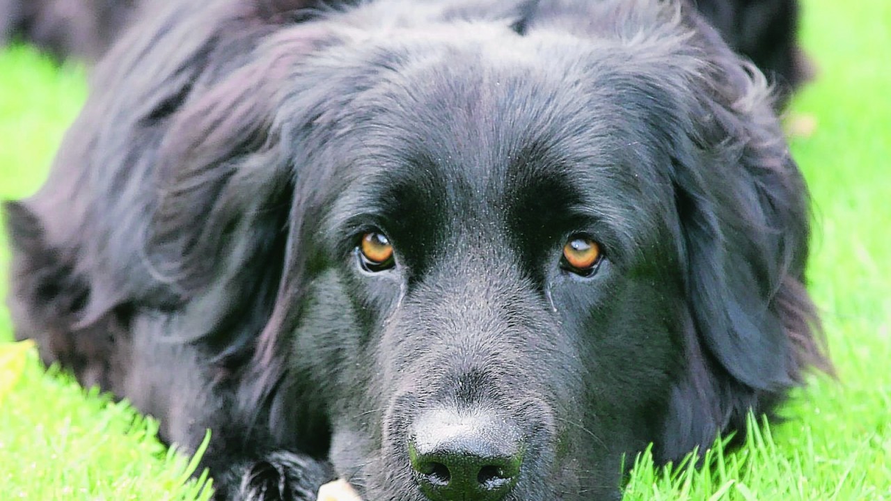 Two-year-old Lola is a Newfoundland cross golden retriever. She lives at Tipperty, just outside Banff,  with Stephen, Yvonne and Kyle Birnie.