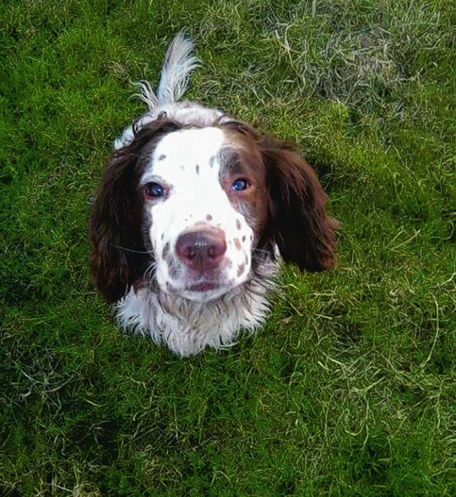 This is Alfie the springer spaniel who lives with Angela Morrison on isle of Lewis.