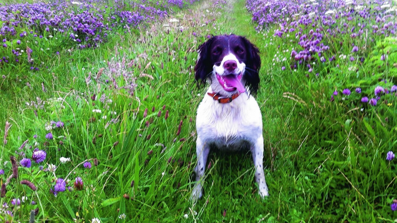 Breagha a two year old Springer Spaniel lives on Bragar, Lewis, with Tina Macphail.