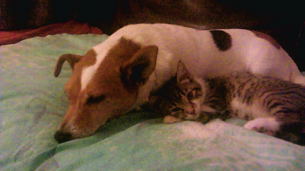 This is Dell the Jack Russell and Kiara the kitten having a snuggle at the Milne house in Kippen.