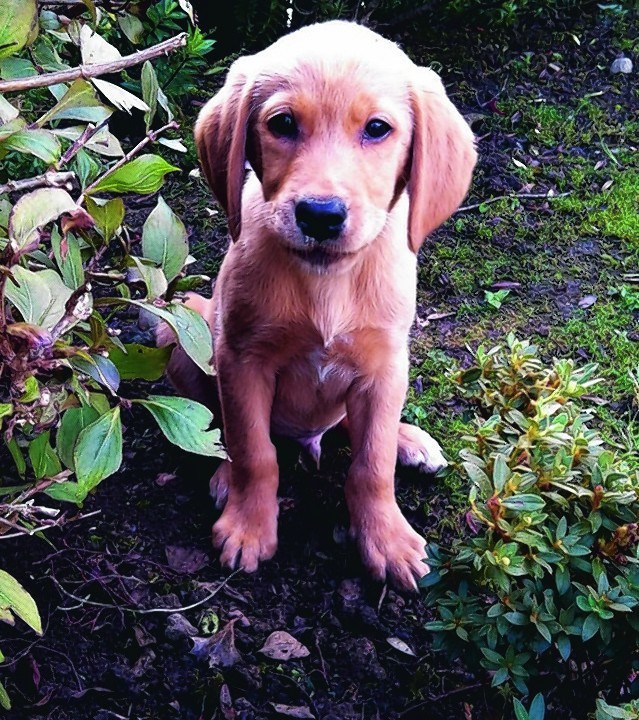 This is Olly our 14 week old Golden Retriever cross Labrador who stays with Martin and Lisa in Ellon.