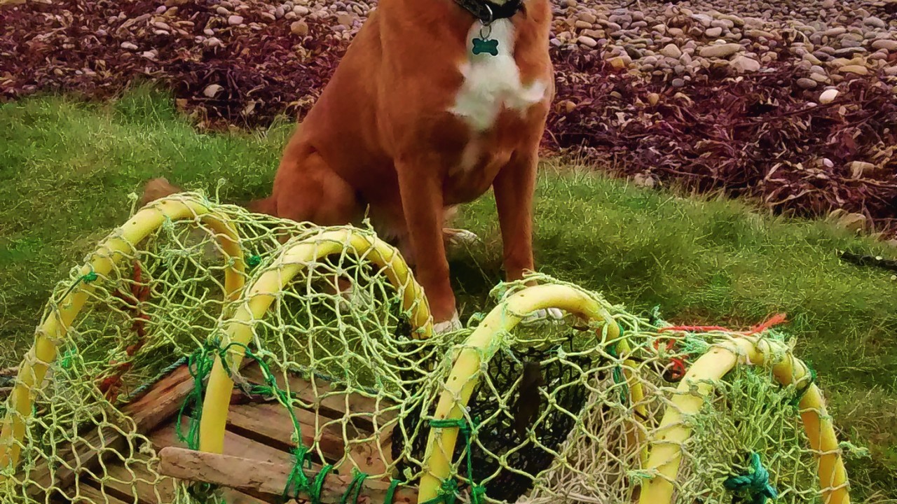 Here is Asa the boxer cross at The Red Craig Rock, Burghead. Asa lives with Janice Mackenzie and her son Richard in Burghead.