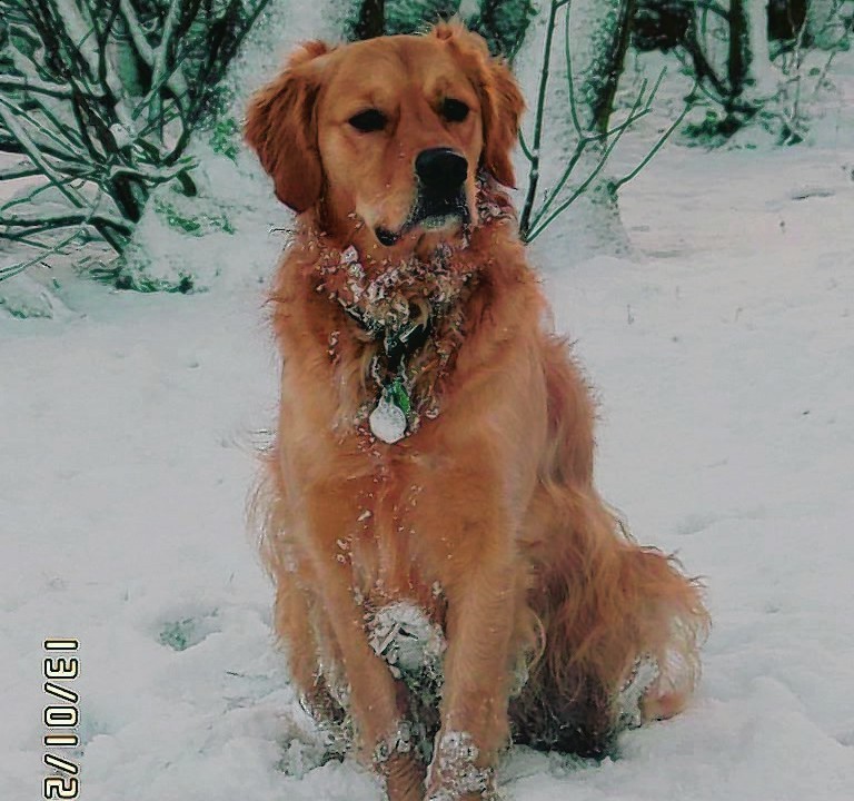 This is Baley who lives with Alexander at Castletown, Caithness. Enjoying his first real fall of snow.