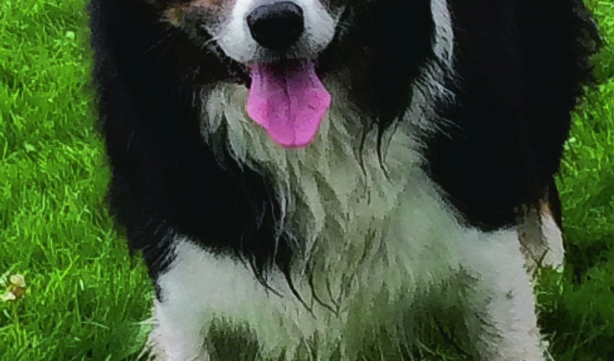 Ben the border collie lives with Mary Gove in Inverurie.