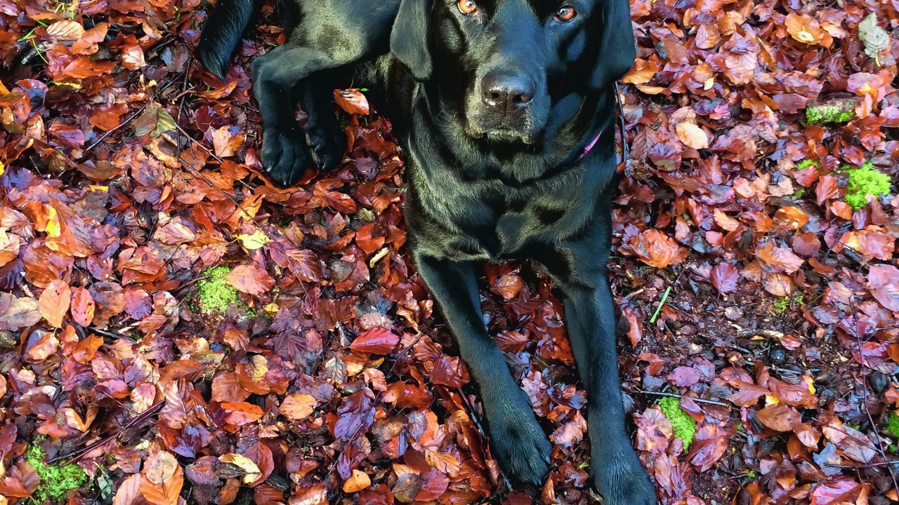 Here is Bess enjoying a nice Autumn day.
Bess is four years old and lives in Balmedie with her dad Martin.