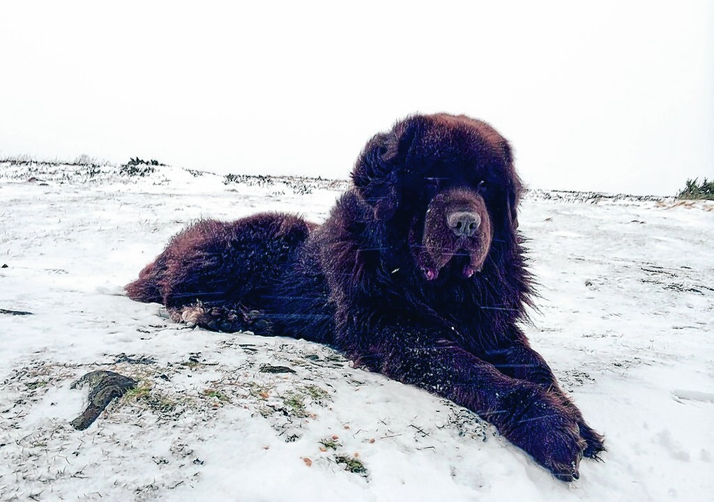 This is George a three year old newfoundland at the top of the Fyrish monument near Evanton. He lives with Fiona Hogg and Magnus Houston in Inverness.