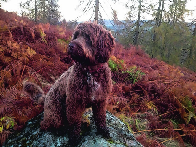 Taylor the 13 month old sproodle lives with Derek and Karen Evans in Dunecht, Aberdeenshire.