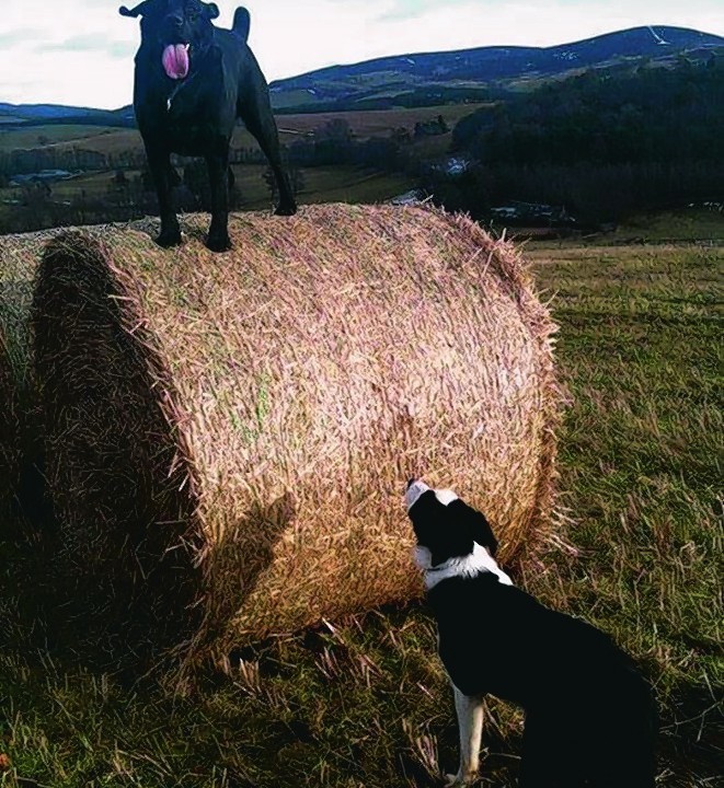 Zolton the black lab and Mirk the collie live with Lynda Young in Craigievar, Alford.