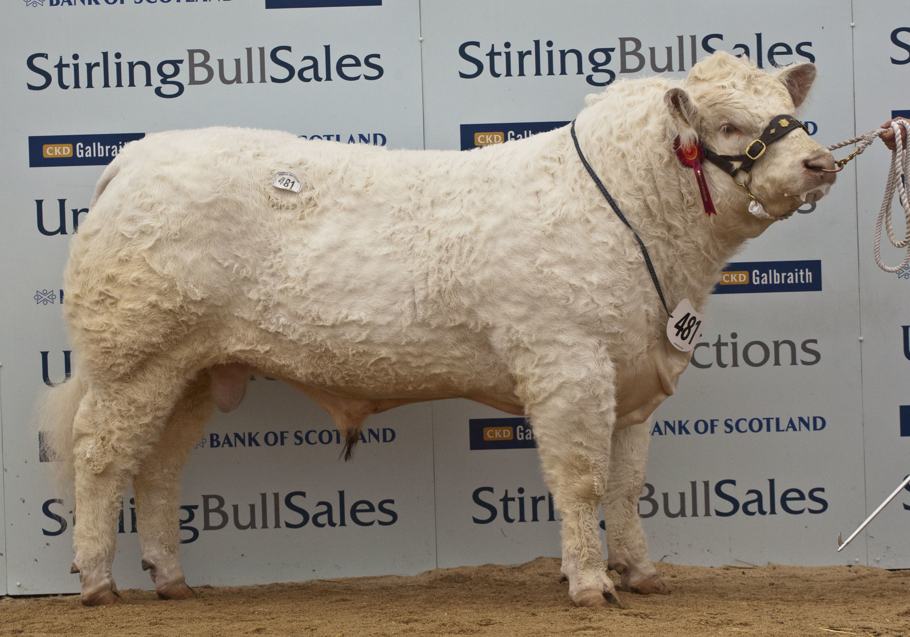 The top priced Charolais from Ronnie Mackay.