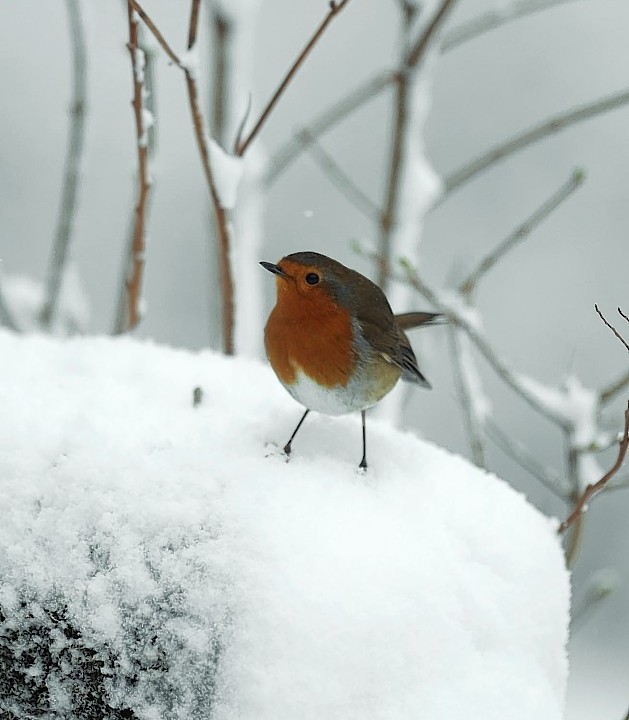 A robin poses for the camera in the Aberdeenshire snow