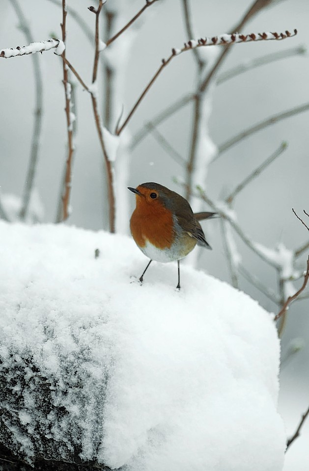 A robin poses for the camera in the Aberdeenshire snow
