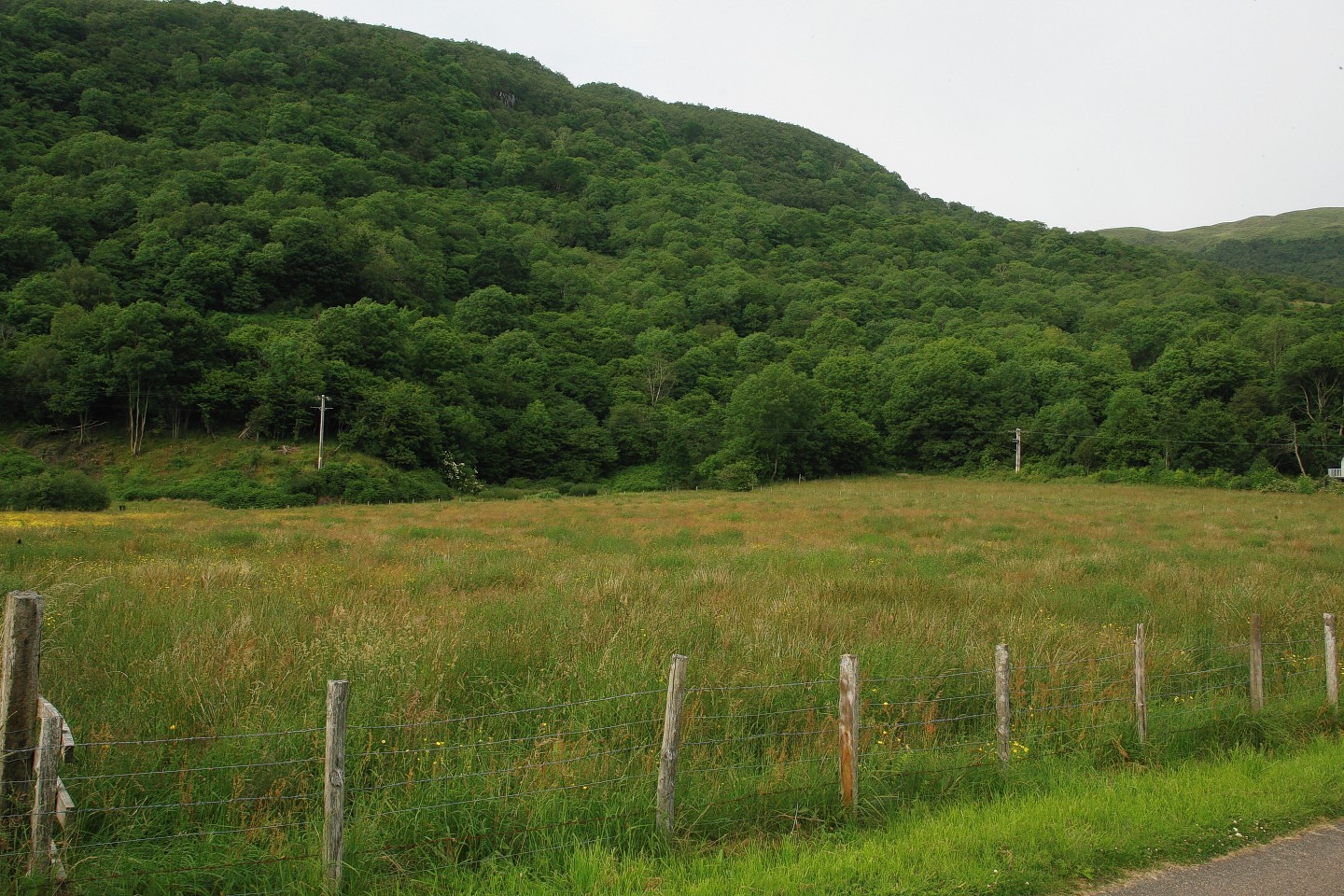 Woodland on a croft