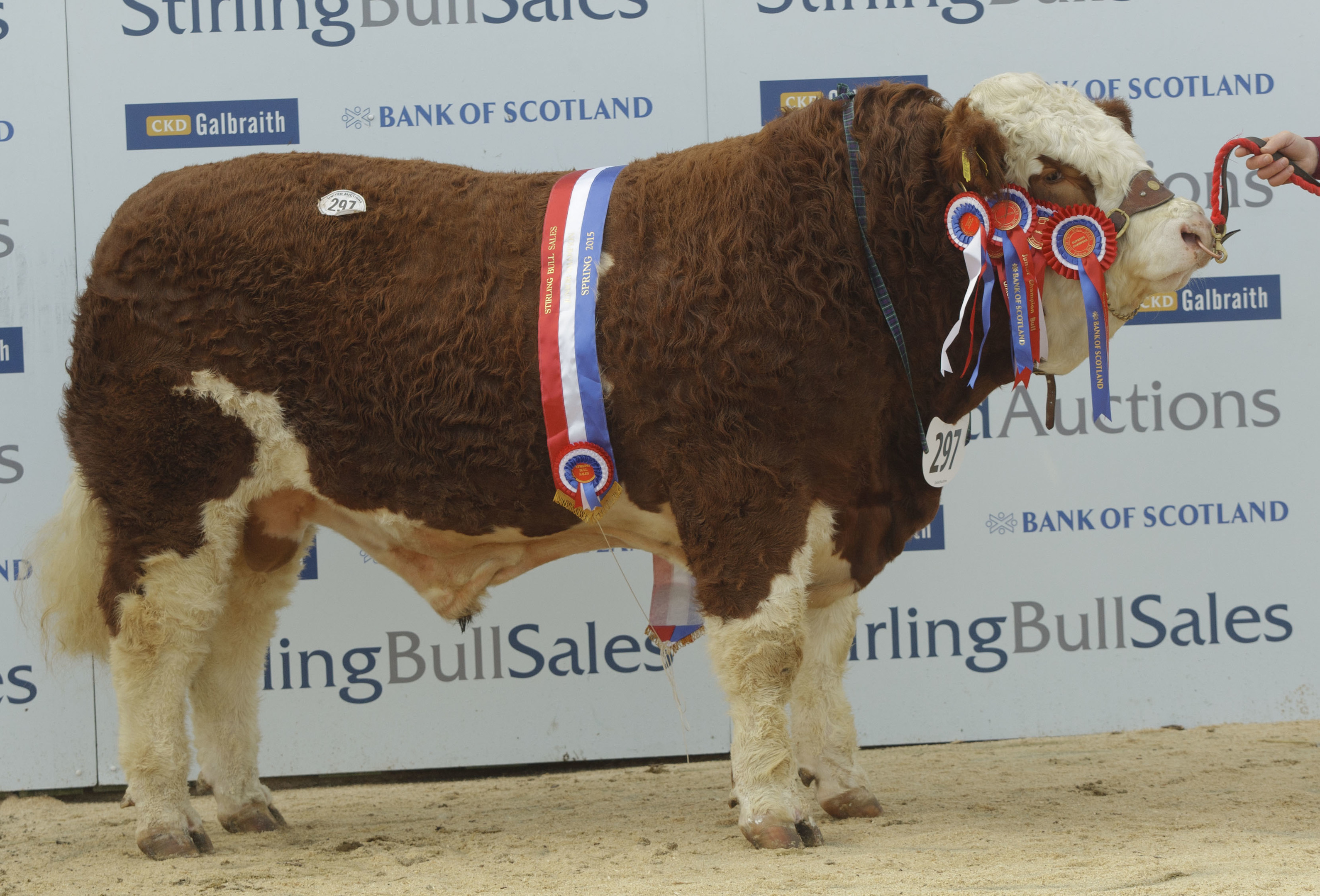 Simmentals top 12,000gn at Stirling Bull Sales