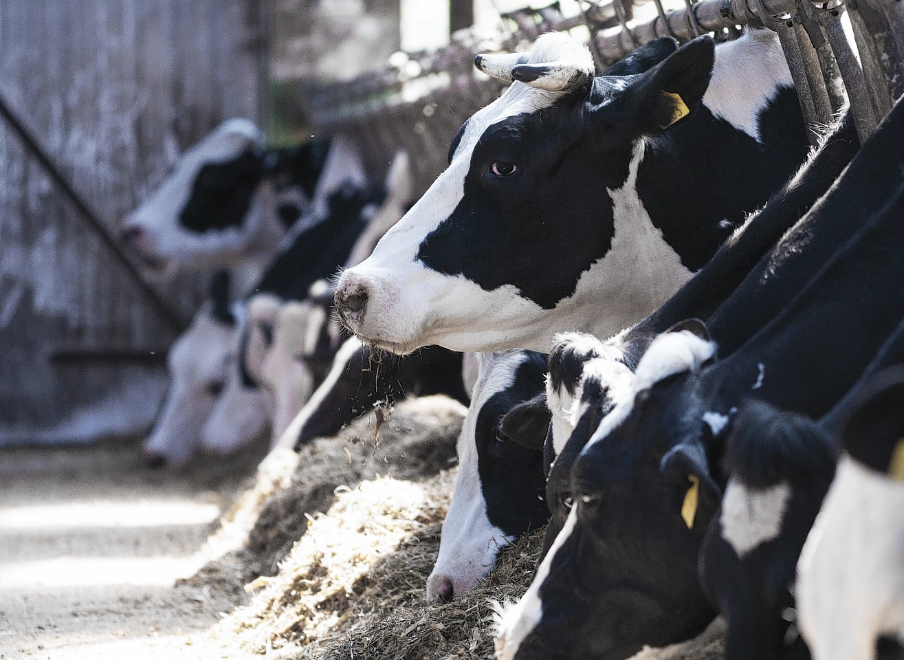 The trials focused on dairy cows.