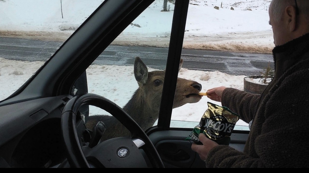 The deer polished off the cheese and onion crisps before enjoying a bottle of Irn Bru