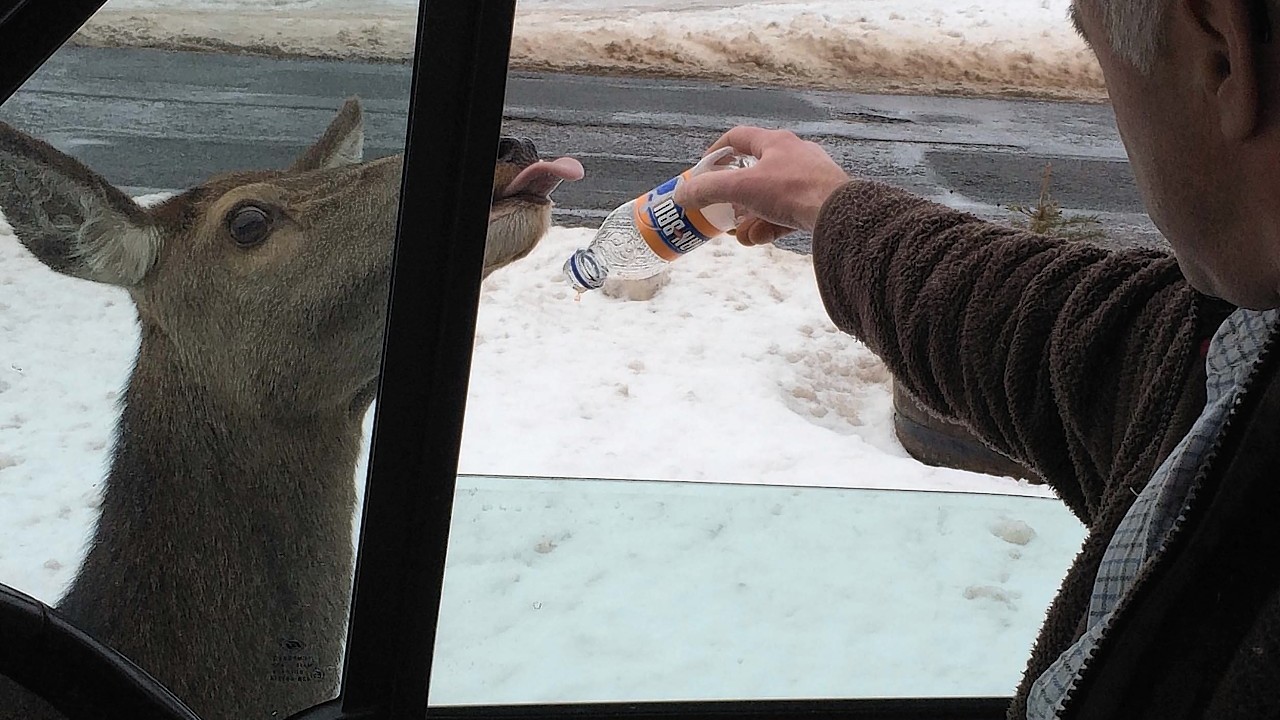 The deer polished off the cheese and onion crisps before enjoying a bottle of Irn Bru