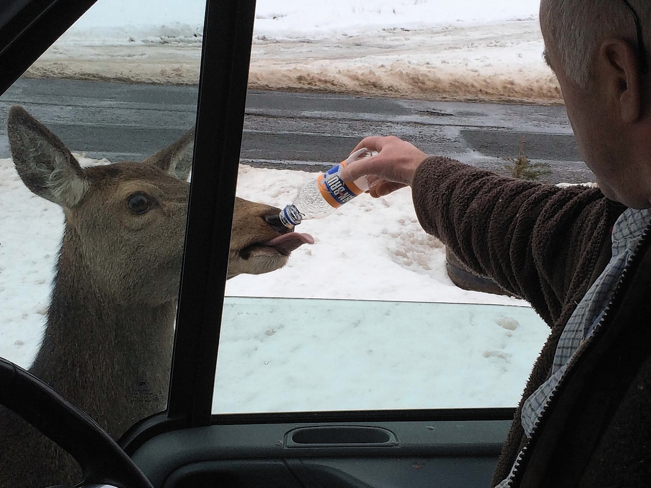 The deer polished off the cheese and onion crisps and chocolate before enjoying a bottle of Irn Bru