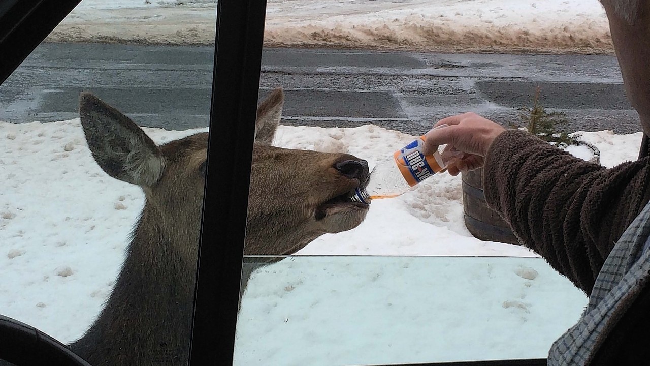 The deer polished off the cheese and onion crisps before enjoying a bottle of Irn Bru