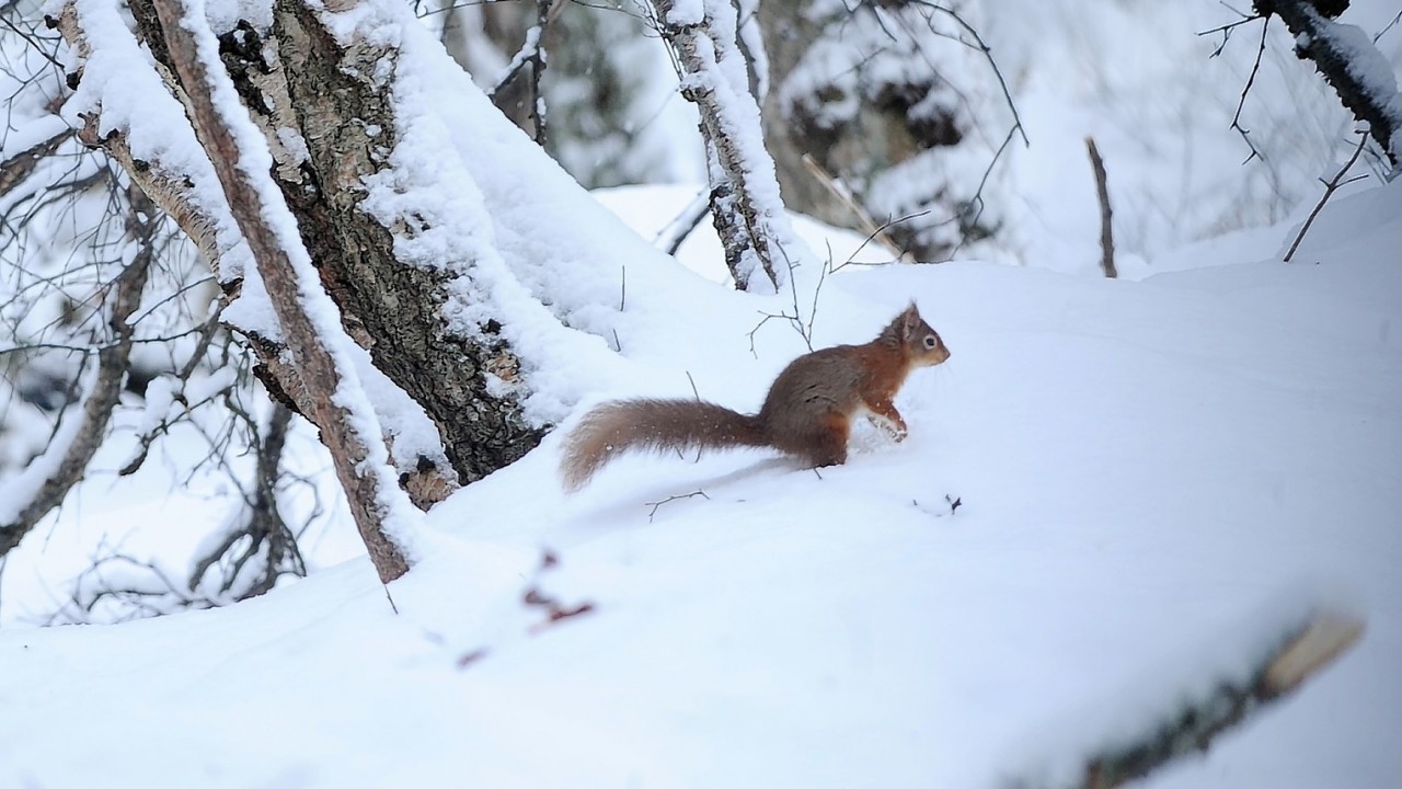 This squirrel went searching for food near Inverness earlier today