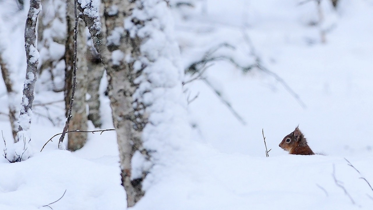 This squirrel went searching for food near Inverness earlier today