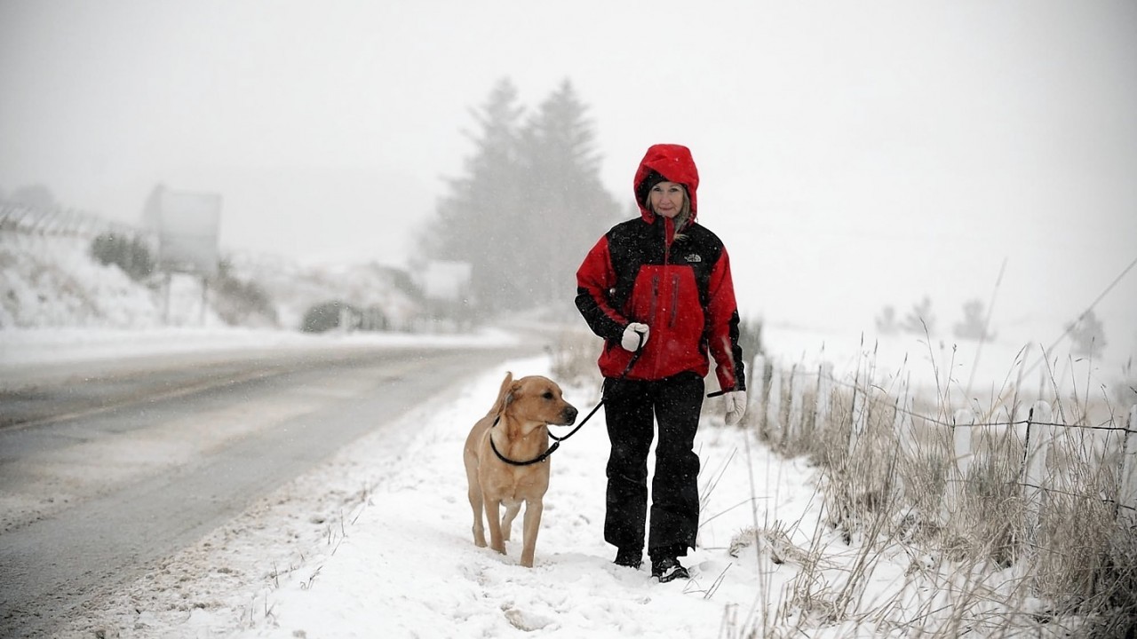 This dog seemed to enjoy his walk in the Huntly snow yesterday afternoon