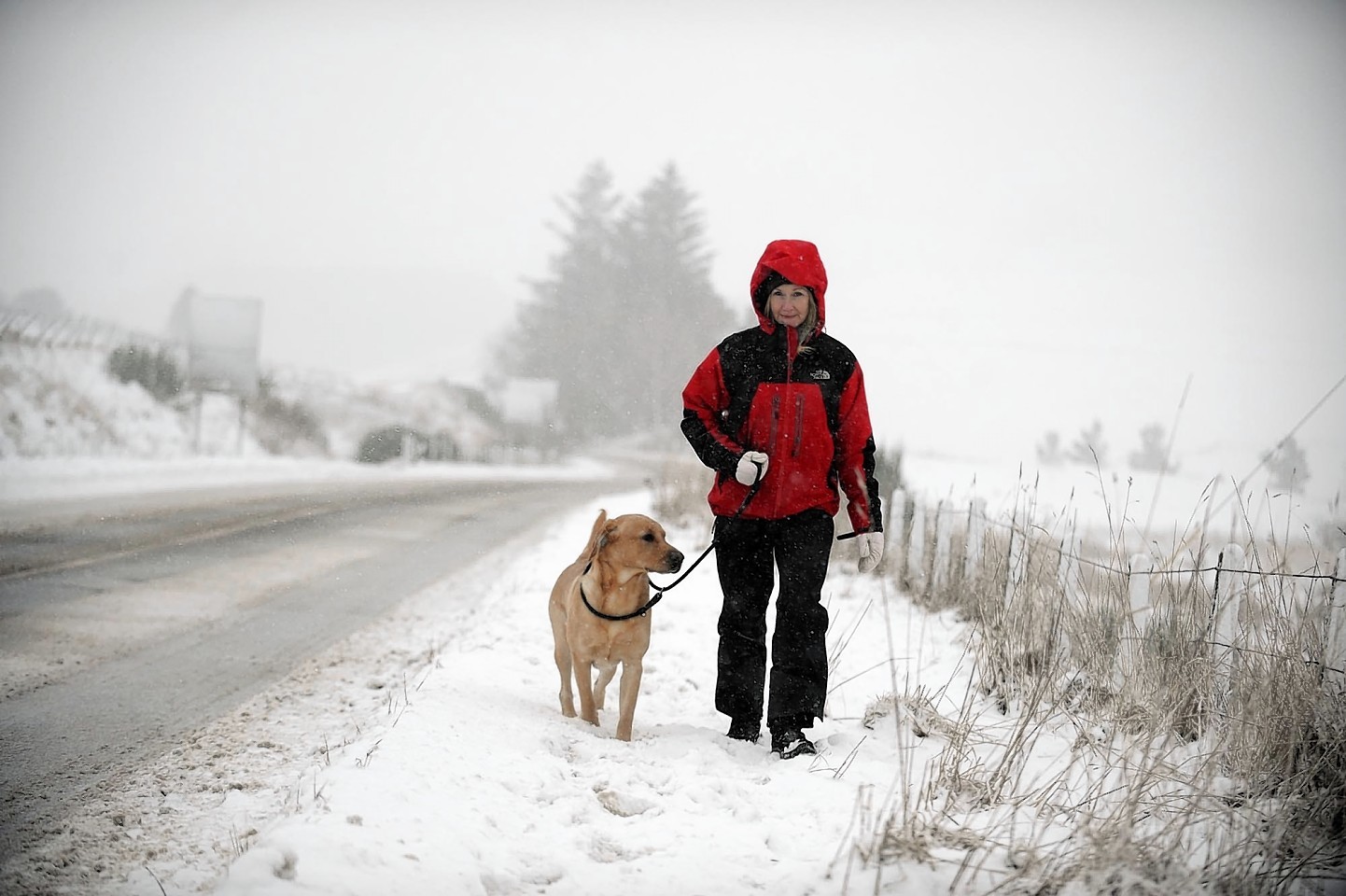 This dog seemed to enjoy his walk in the Huntly snow yesterday afternoon