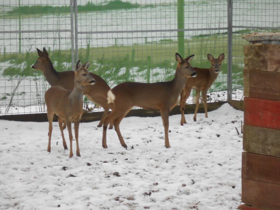 An oldfer Kayleigh the fawn at the New Arc centre