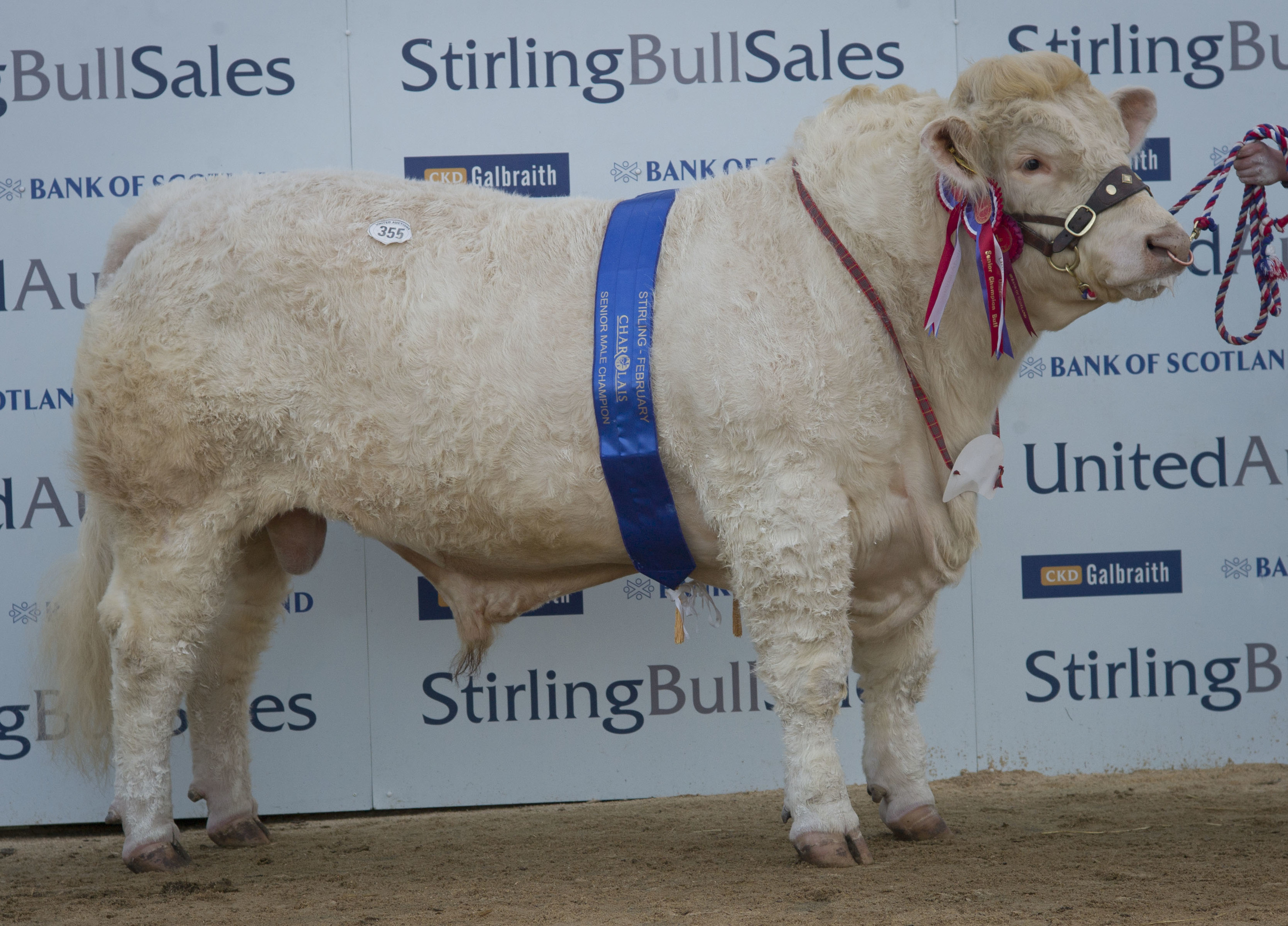 Stirling Bulls Sales 16th Feb,  Charolais Senior Male Champion "Balthayock Imperial" from Major Walter, Balthayock, Perth.