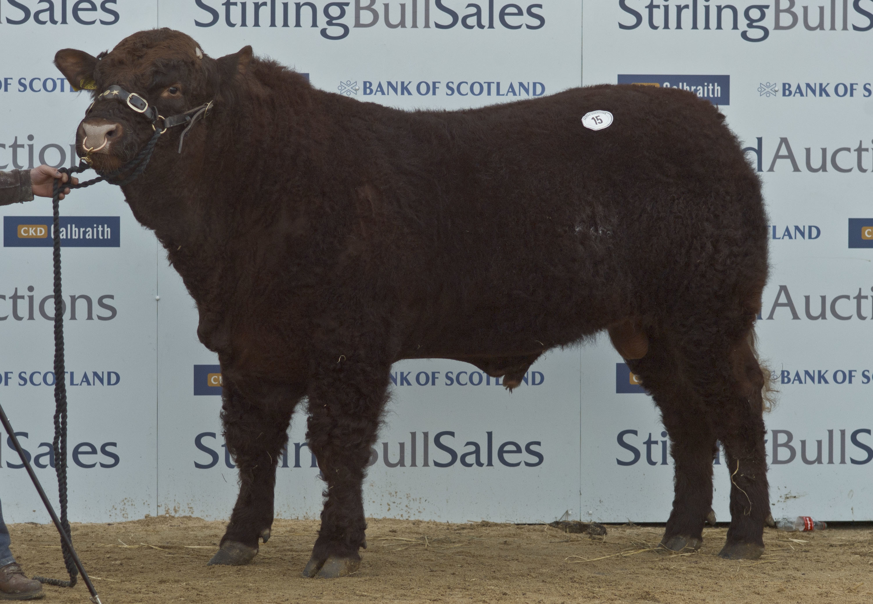 Stirling Bulls Sales 16th Feb,  Saler Bull "Whitebog Iain" from A. MacKenzie,Whitebog Farm, Fortrose.