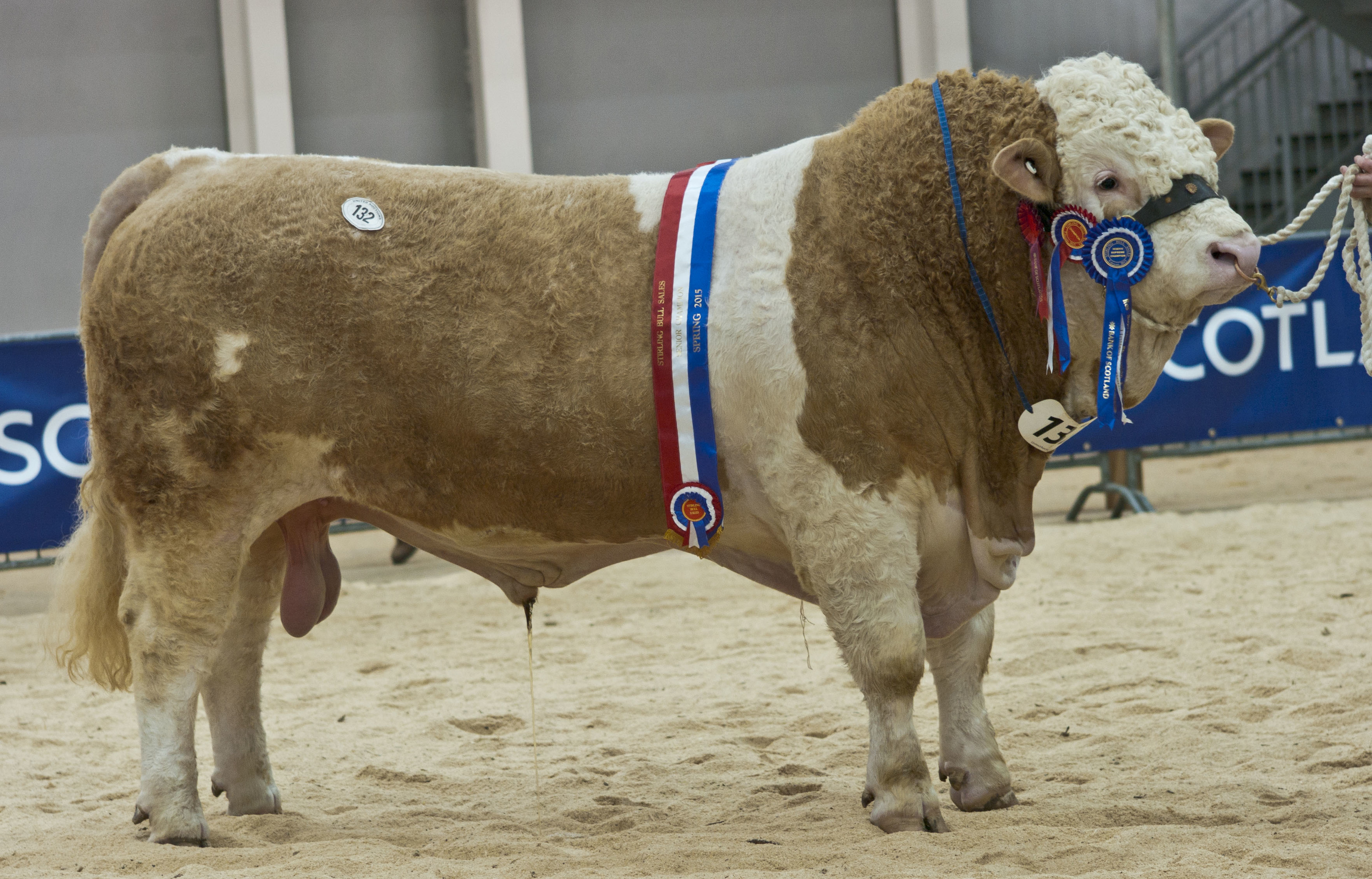 Stirling Bulls Sales 16th Feb,  "Corskie Envoy" from J.Green, Corskie, Garmouth, Fochabers Sold for 10,000gns.