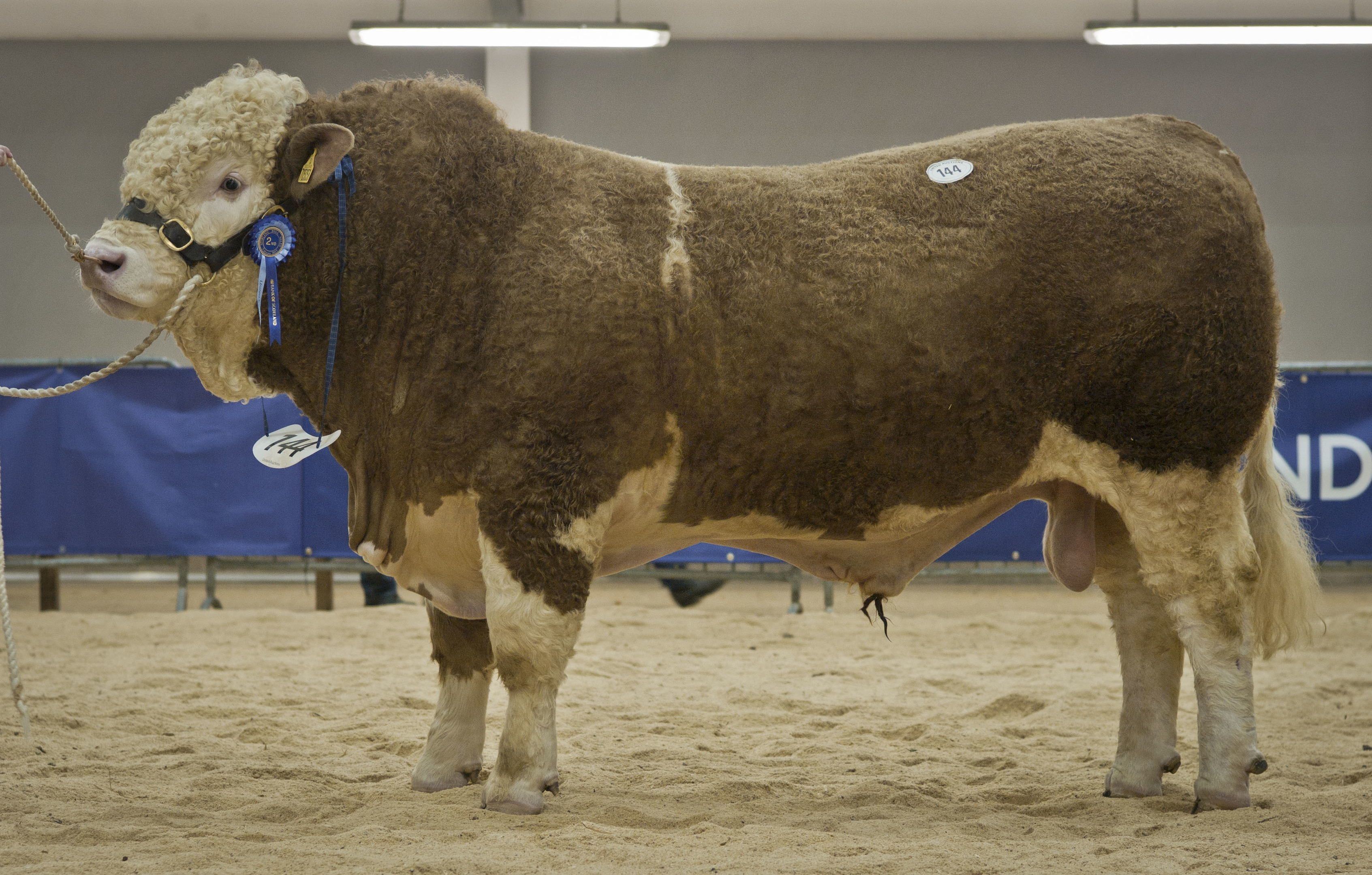 Stirling Bulls Sales 16th Feb,  "Corskie Elgin" from J.Green, Corskie, Garmouth, Fochabers Sold for 12,000gns.