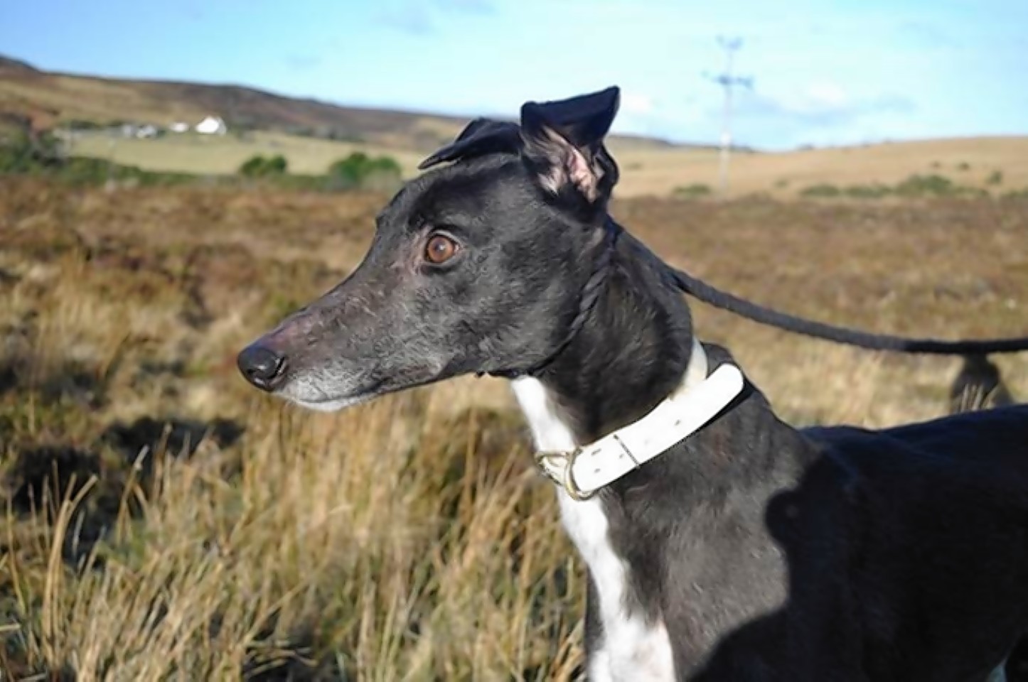 Maggie the Greyhound  is cared for by the Retired Greyhound Trust on Skye