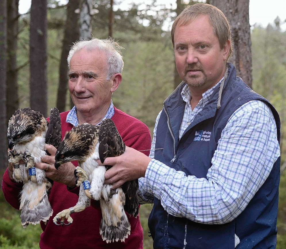 Osprey expert Roy Dennis and RSPB Loch Garten Reserve manager Richard Thaxton with Millicent and Seasca shortly after the birds were tagged in 2014