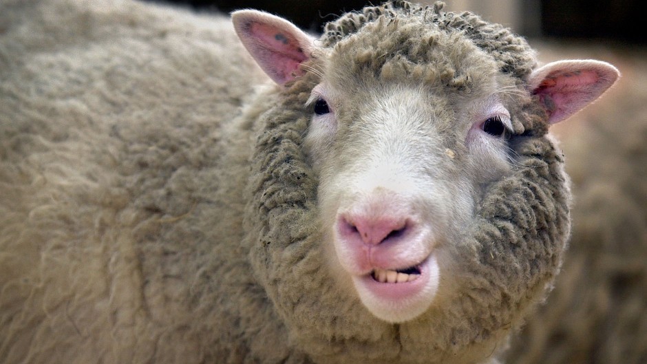 Dolly the sheep was the first mammal to be cloned from an adult cell