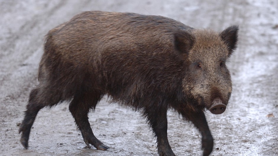 Wild boar are becoming increasingly fearless int he Highlands. Image: Shutterstock.
