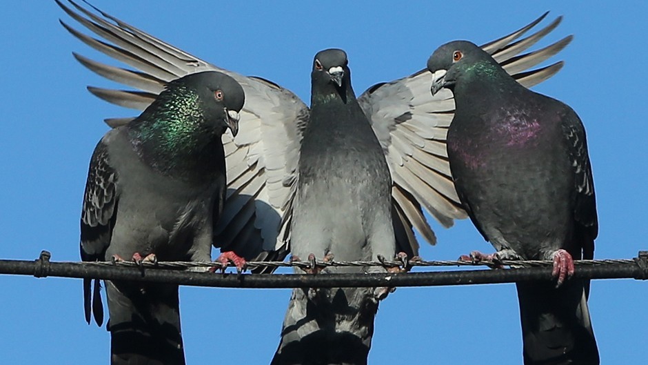 Aberdeen City Council has been urged to sell off a string of vacant pigeon lofts to reduce the council tax burden.