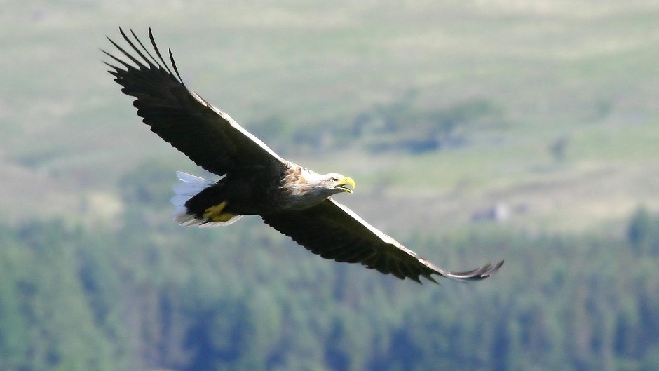 Scottish wildlife