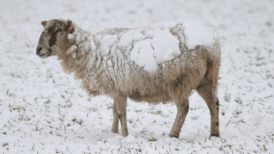 Spring lambs will be turning extra white this morning in an extremely late snowfall.