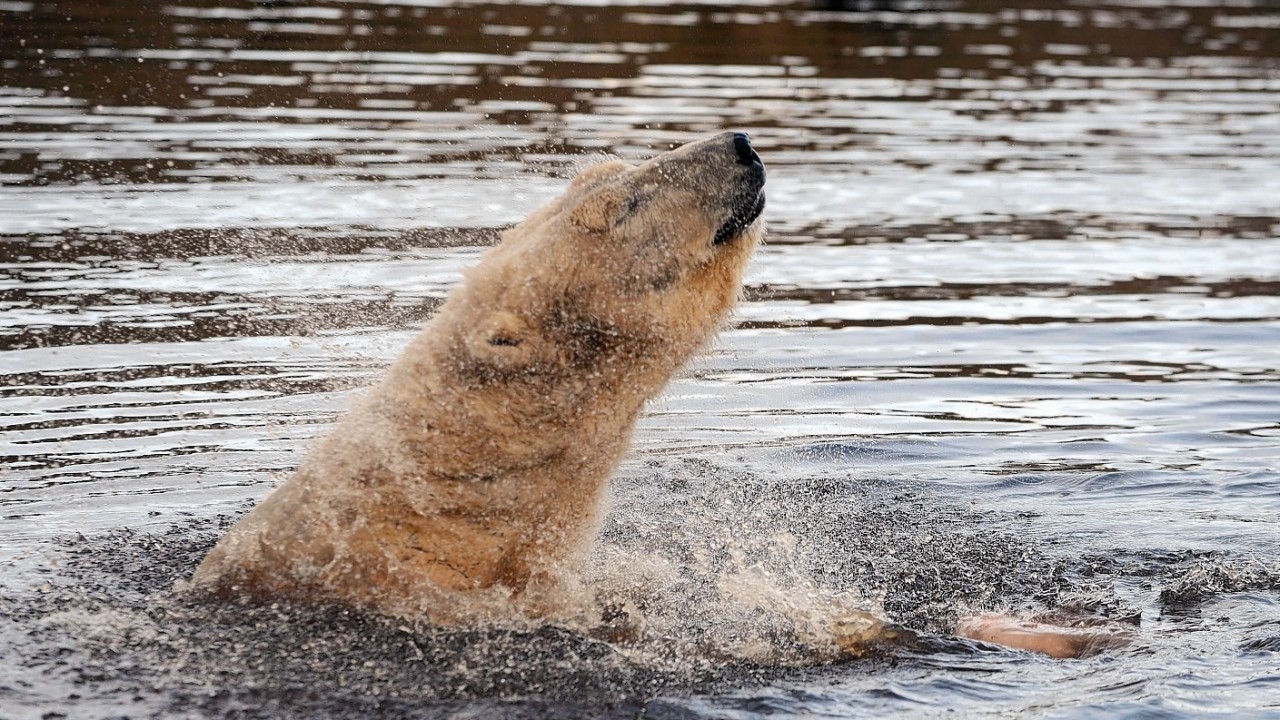 Scotland's only polar bears, Walker and Arktos, celebrate International Polar Bear Day