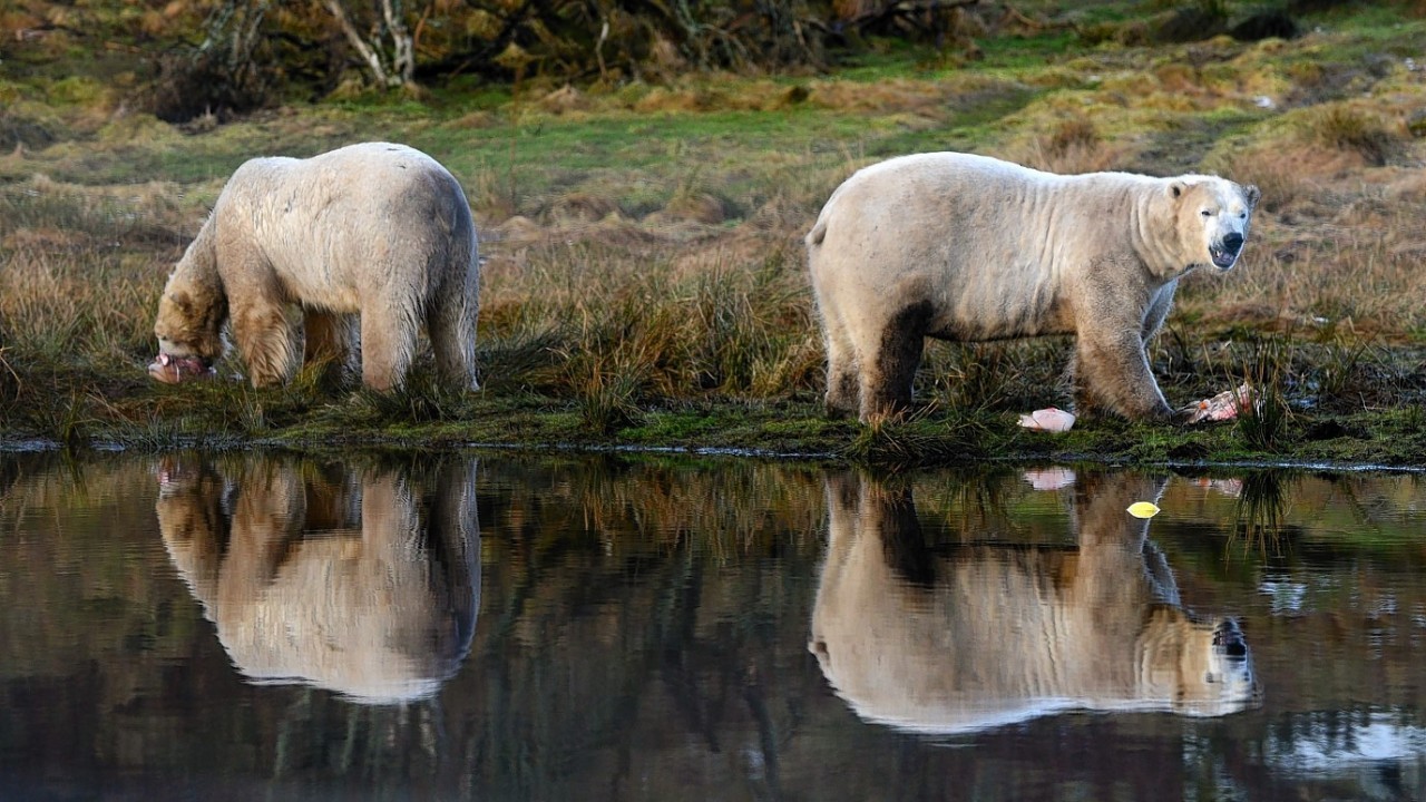 Scotland's only polar bears, Walker and Arktos, celebrate International Polar Bear Day