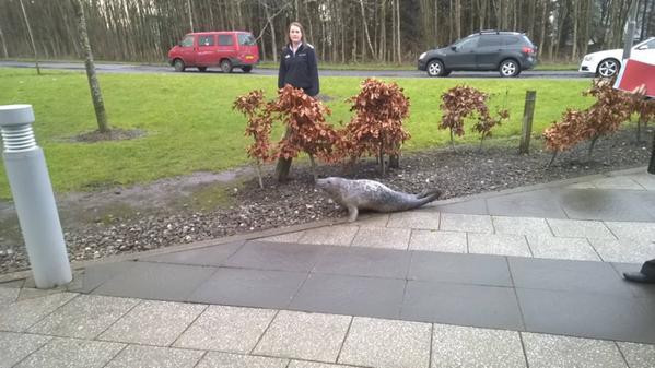 The seal turned up at The Peak, Stirling, yesterday morning. Picture: Rukman Wewelwala.